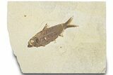 Detailed Fossil Fish (Knightia) - Wyoming #320295-1